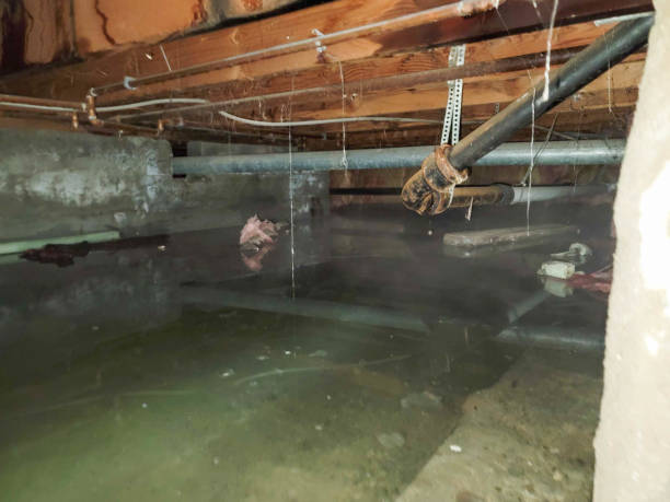 Best Water damage cleanup near me  in Hammond, IN